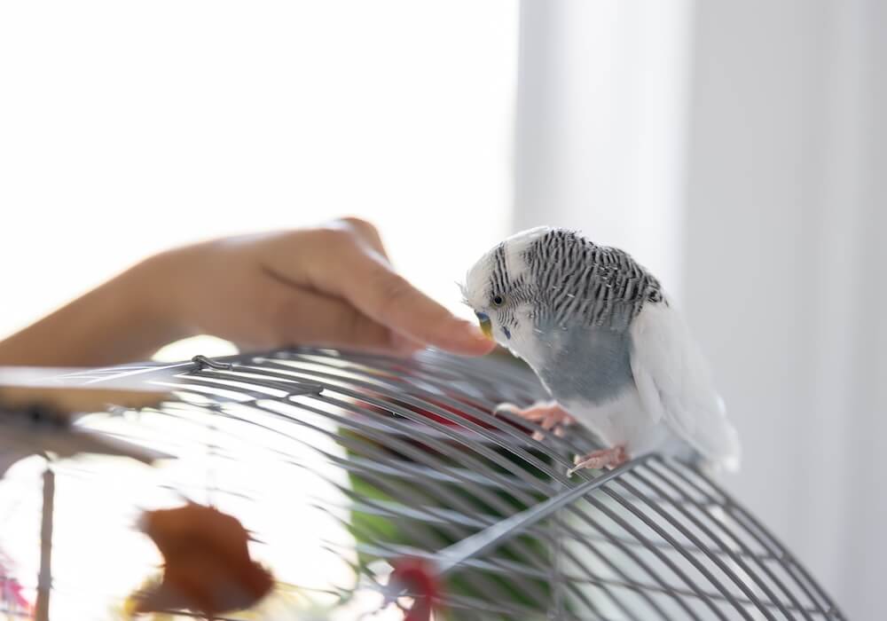 bird playing with hand on top of cage