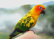 bird perching on a human finger