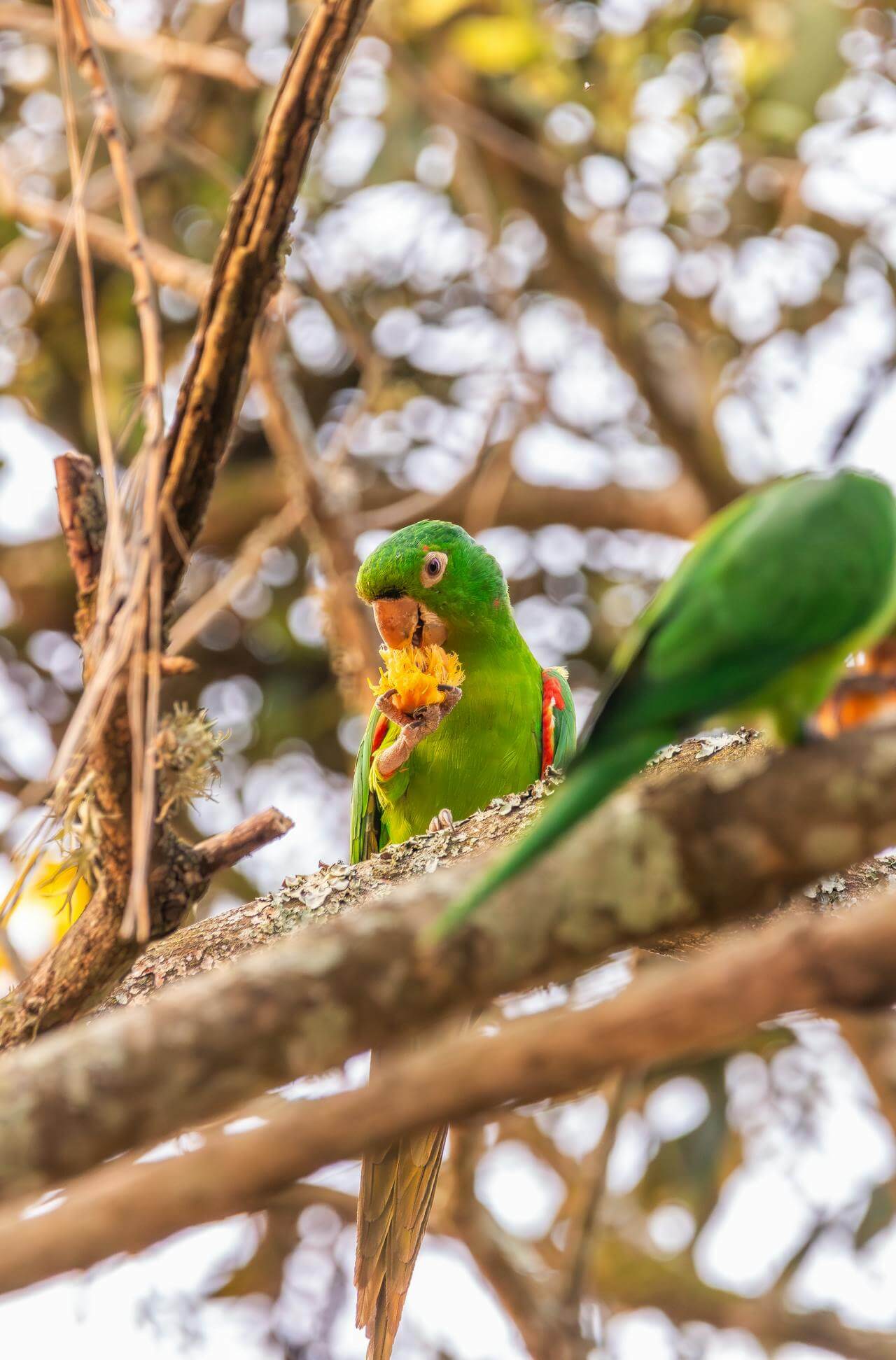 bird eating fruit on a branch