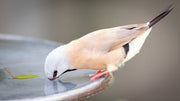 bird drinking water