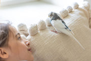 How to Create a Bird-Safe House