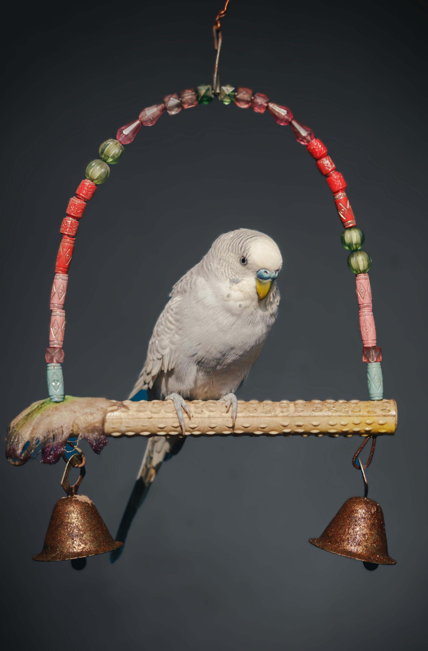 bird on a swing perch with bells