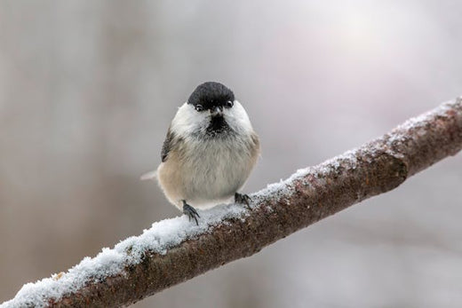 bird on snowy branch