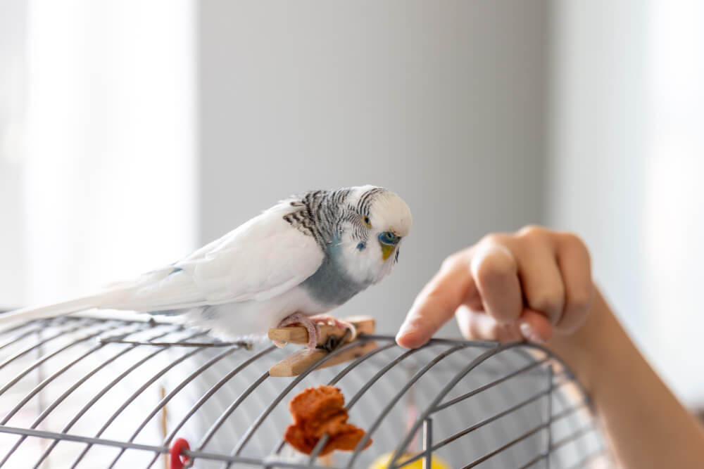 bird training on a cage