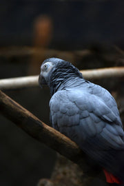 bored pet parrot