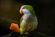 pet bird eating