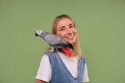 pet parrot on owner shoulder