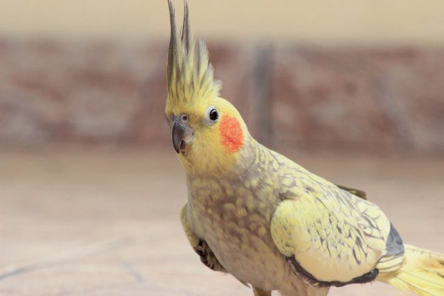 pet yellow bird