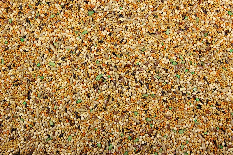 Seeds