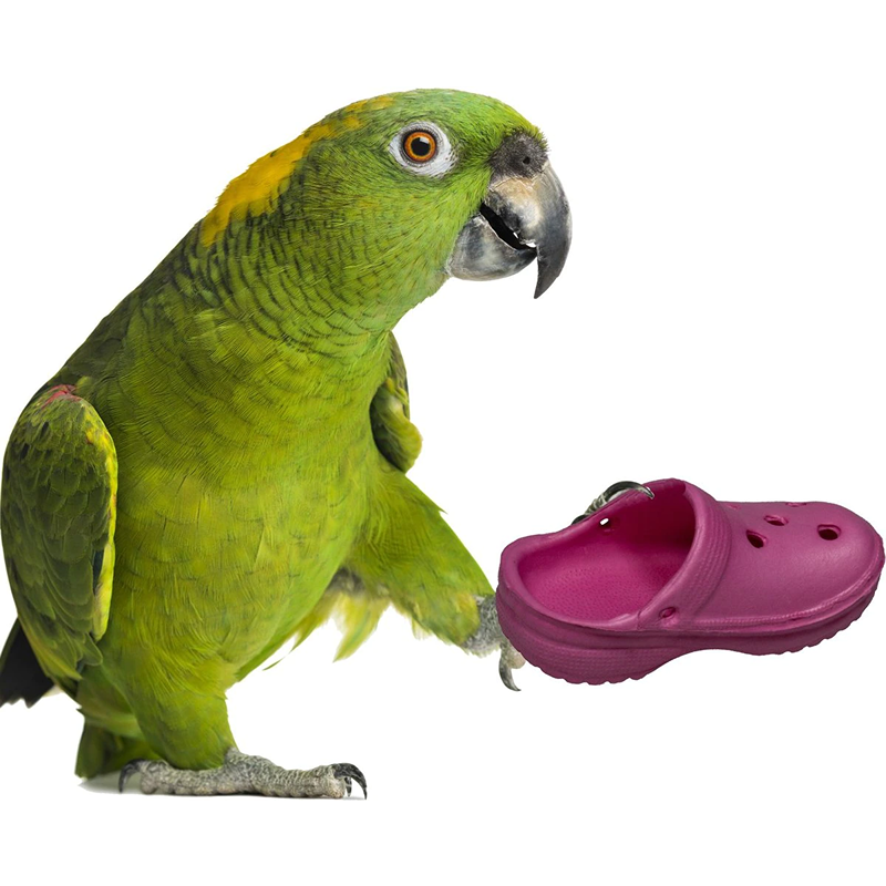 Crocs de creaciones de aves