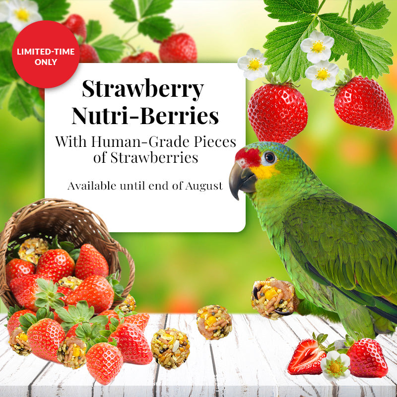 Lafeber's Strawberry Nutri-Berries for Parrots - Limited Edition 10oz