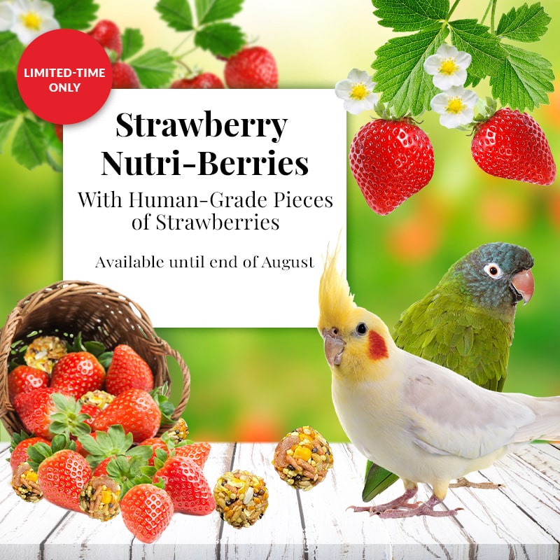 Lafeber's Strawberry Nutri-Berries for Small Birds 10-oz