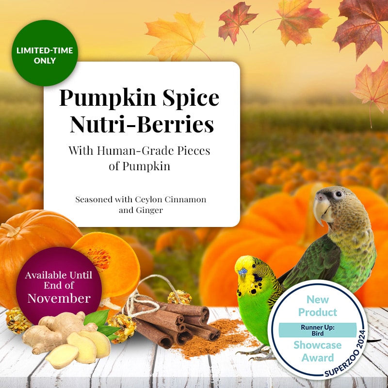 LIMITED EDITION Pumpkin Spice Nutri-Berries for Small Birds