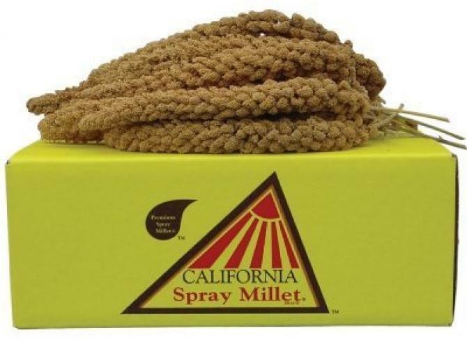 Premium Golden Spray Millet 5-lbs