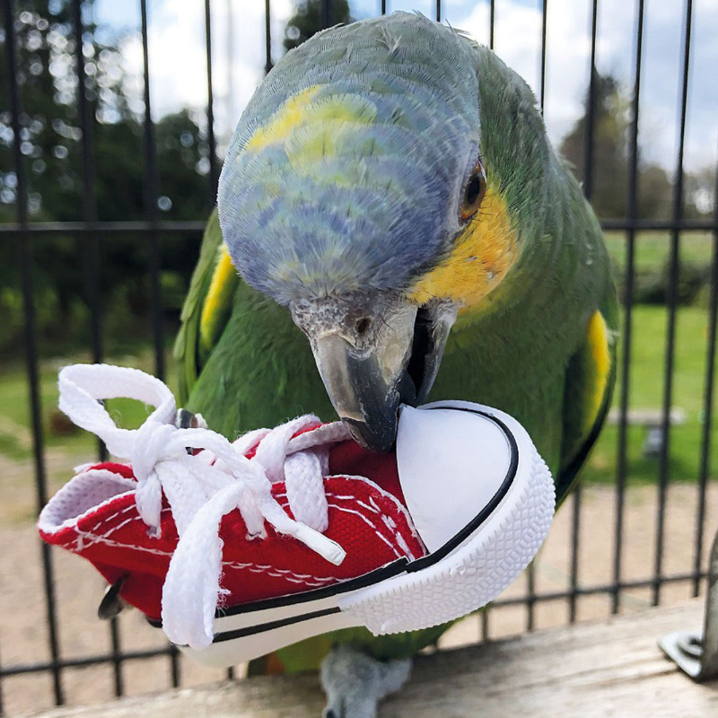 Zapatillas deportivas - Paquete de 4 